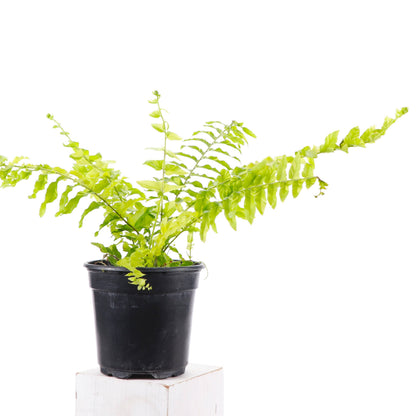 Tigerstripe Boston Fern - 4" Live Plant