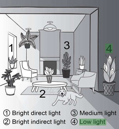 Janet Craig Compacta Dracaena - Live Plant