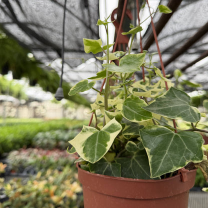 Variegated German Wax Ivy - Hanging - 6" Live Plant
