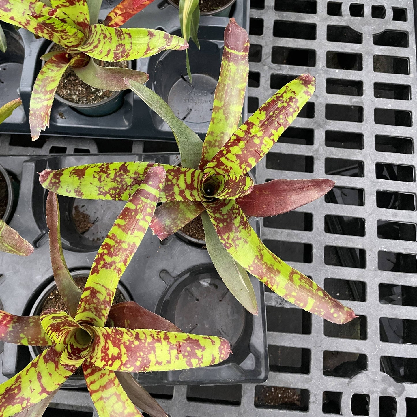 Bromeliad Neoregelia 'Neos' - Live Plant - Assorted