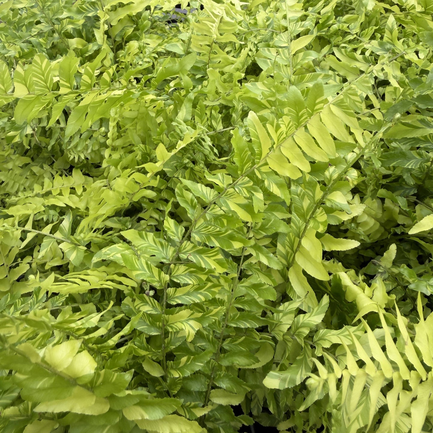 Tigerstripe Boston Fern - 4" Live Plant