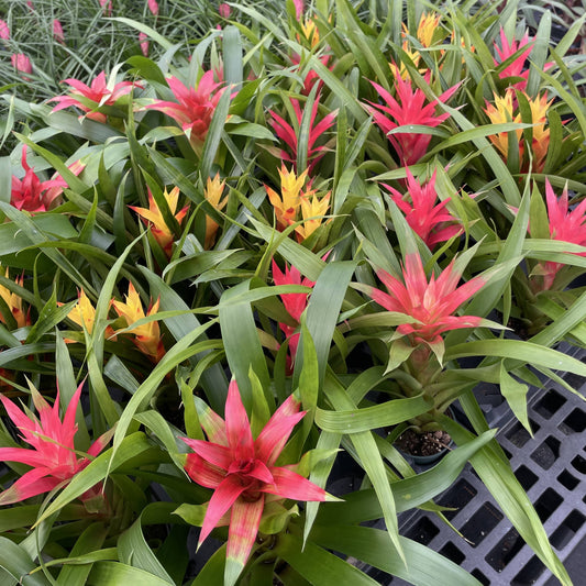Bromeliad Guzmania- 4" Live Plant - Assorted