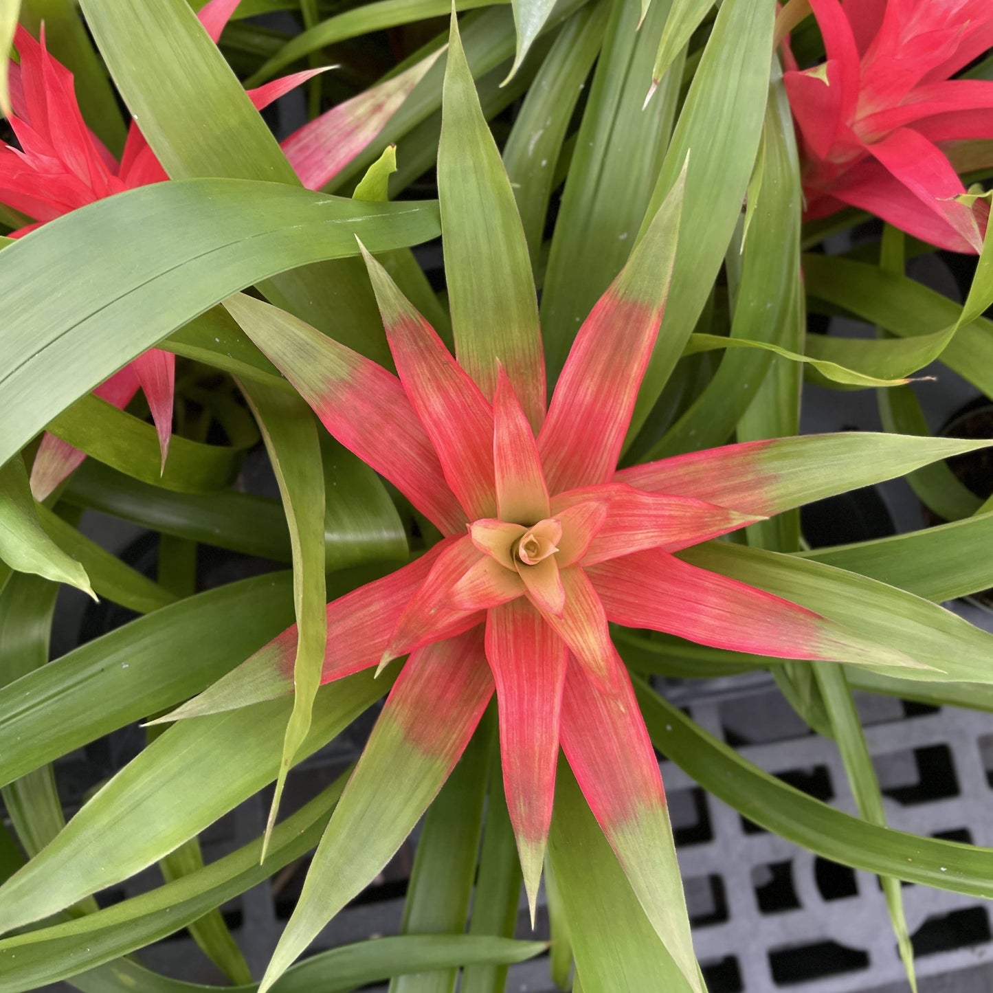 Bromeliad Guzmania- 4" Live Plant - Assorted
