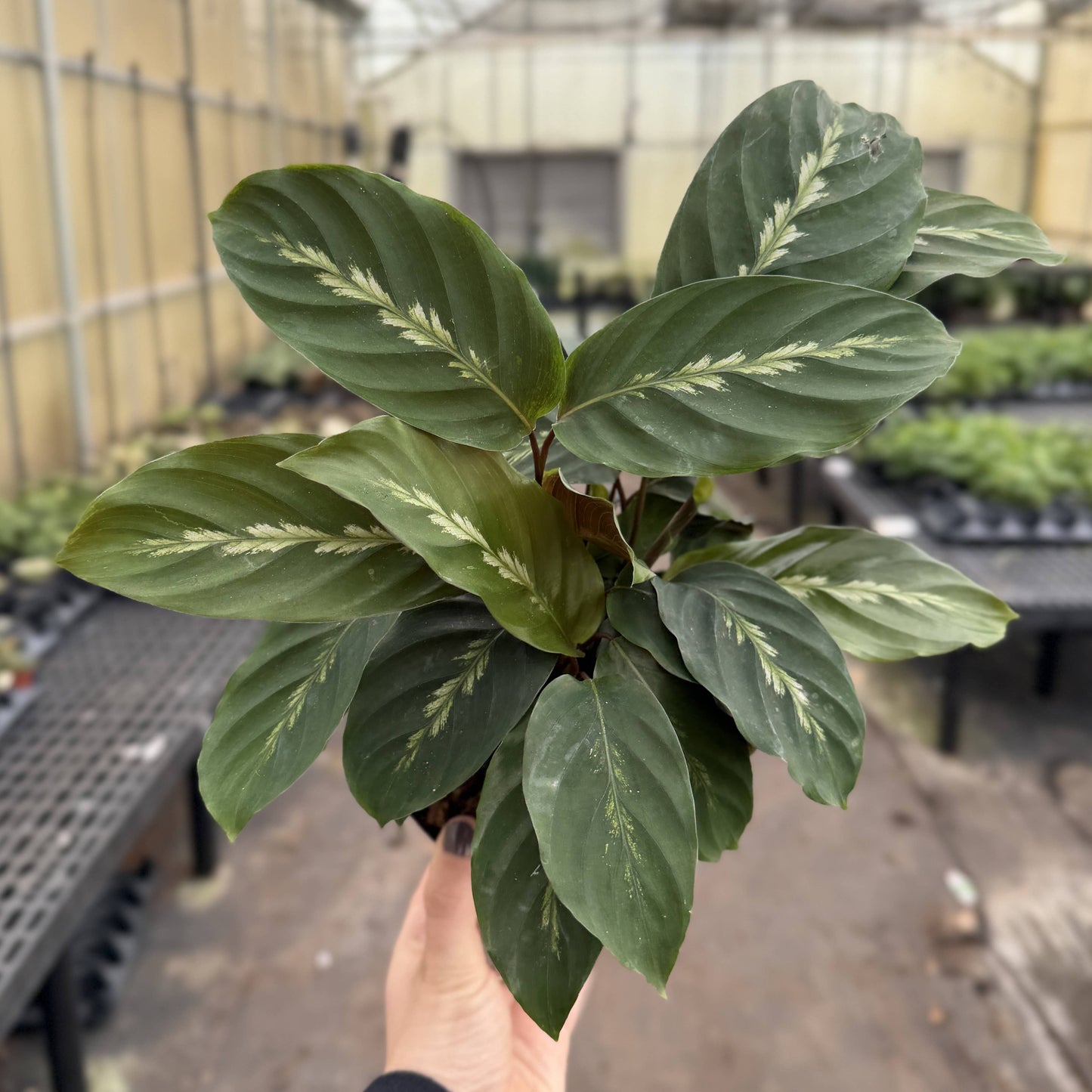 Calathea Maui Queen - 6" Live Plant - Pet Safe