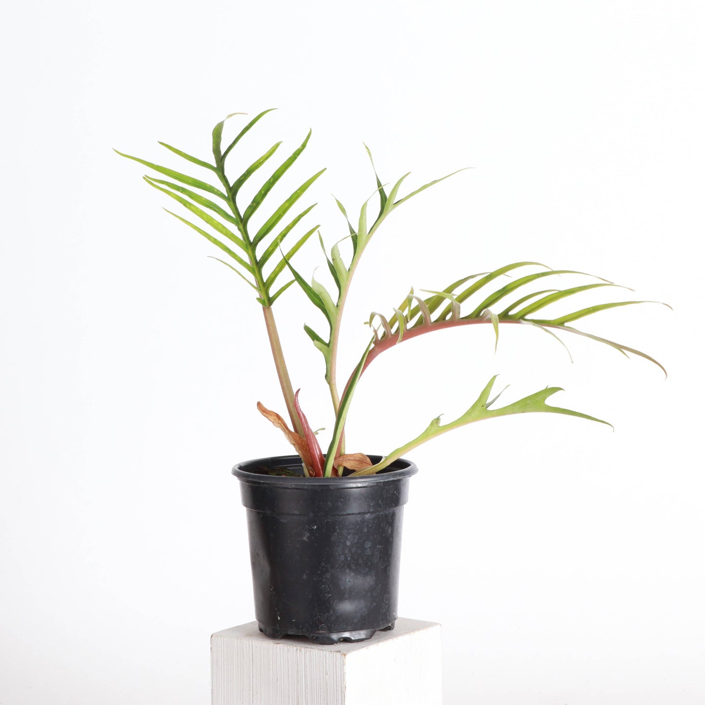 Philodendron Tortum - Live Plant - Rare