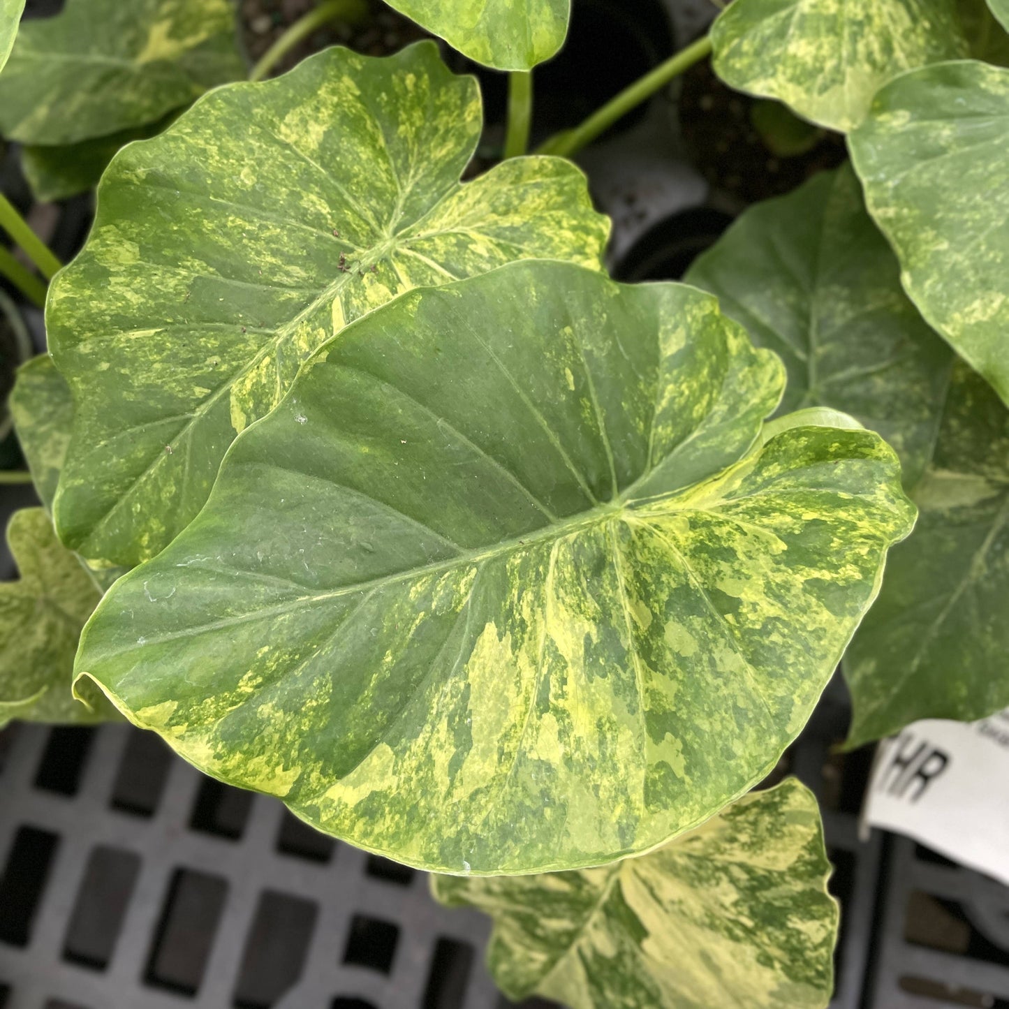 Alocasia Gageana Aurea - 4" Live Plant - RARE