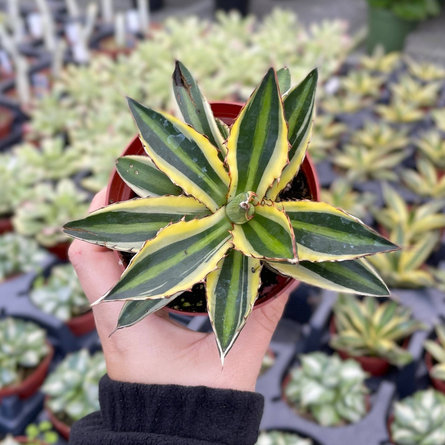 Quadricolor Agave - 4" Live Plant