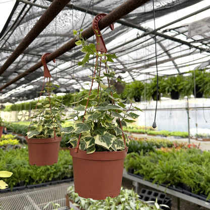 Variegated German Wax Ivy - Hanging - 6" Live Plant