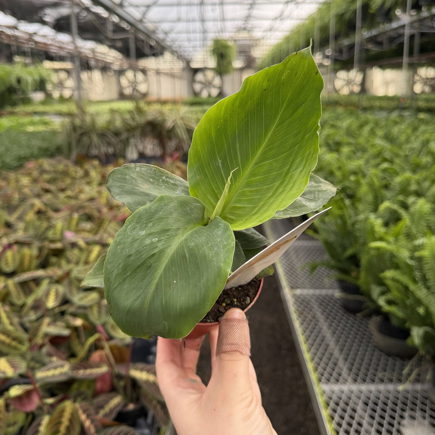 Truly Tiny Banana - Patio Fruit - 4" Live Plant