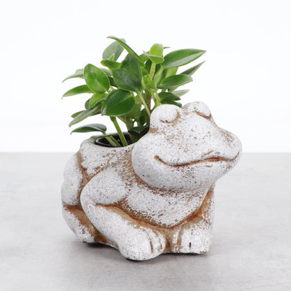 Mini Cement Frog Planter - Fits 2-inch Plant