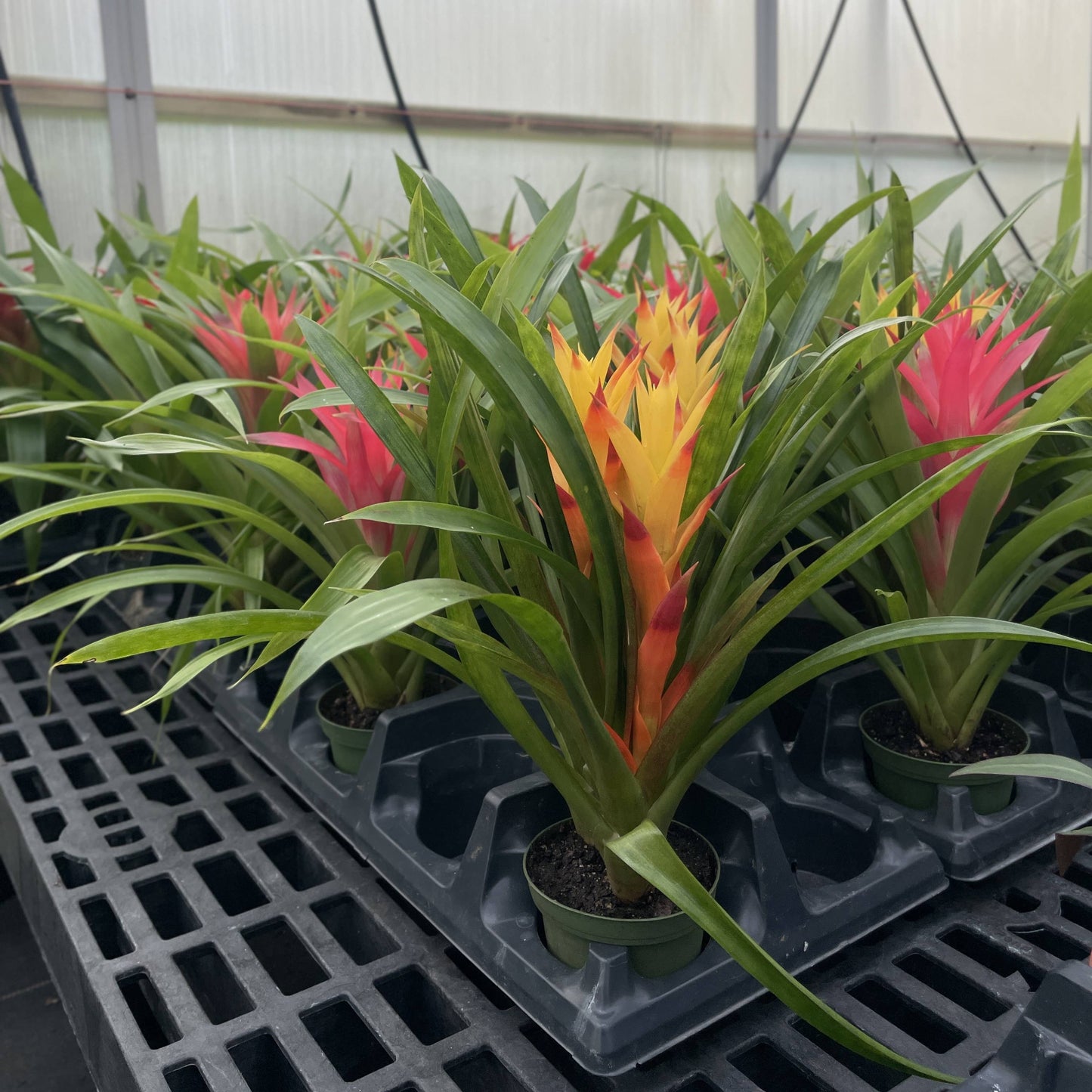 Bromeliad Guzmania- 4" Live Plant - Assorted