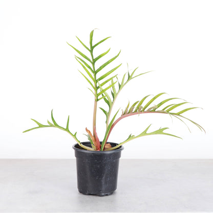 Philodendron Tortum - Live Plant - Rare