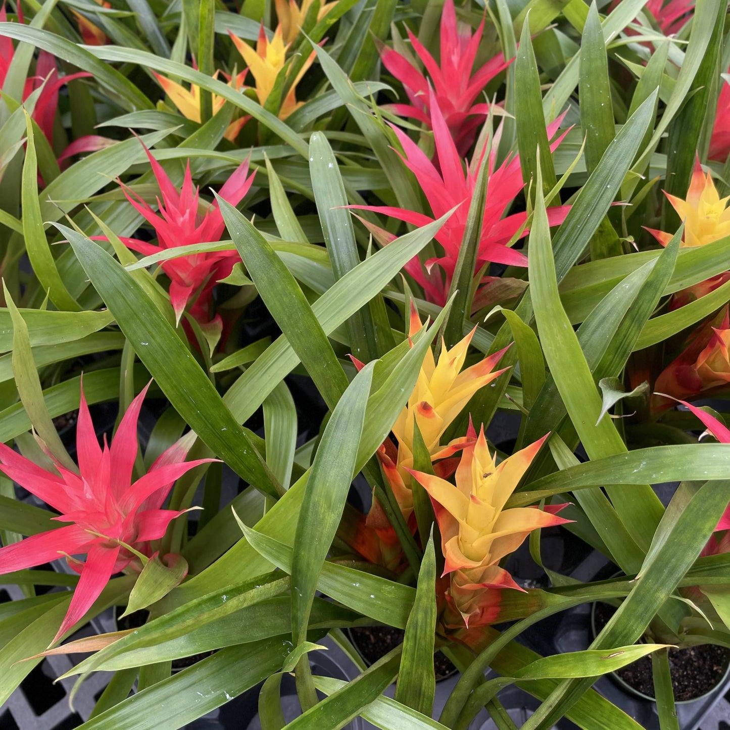 Bromeliad Guzmania- 4" Live Plant - Assorted