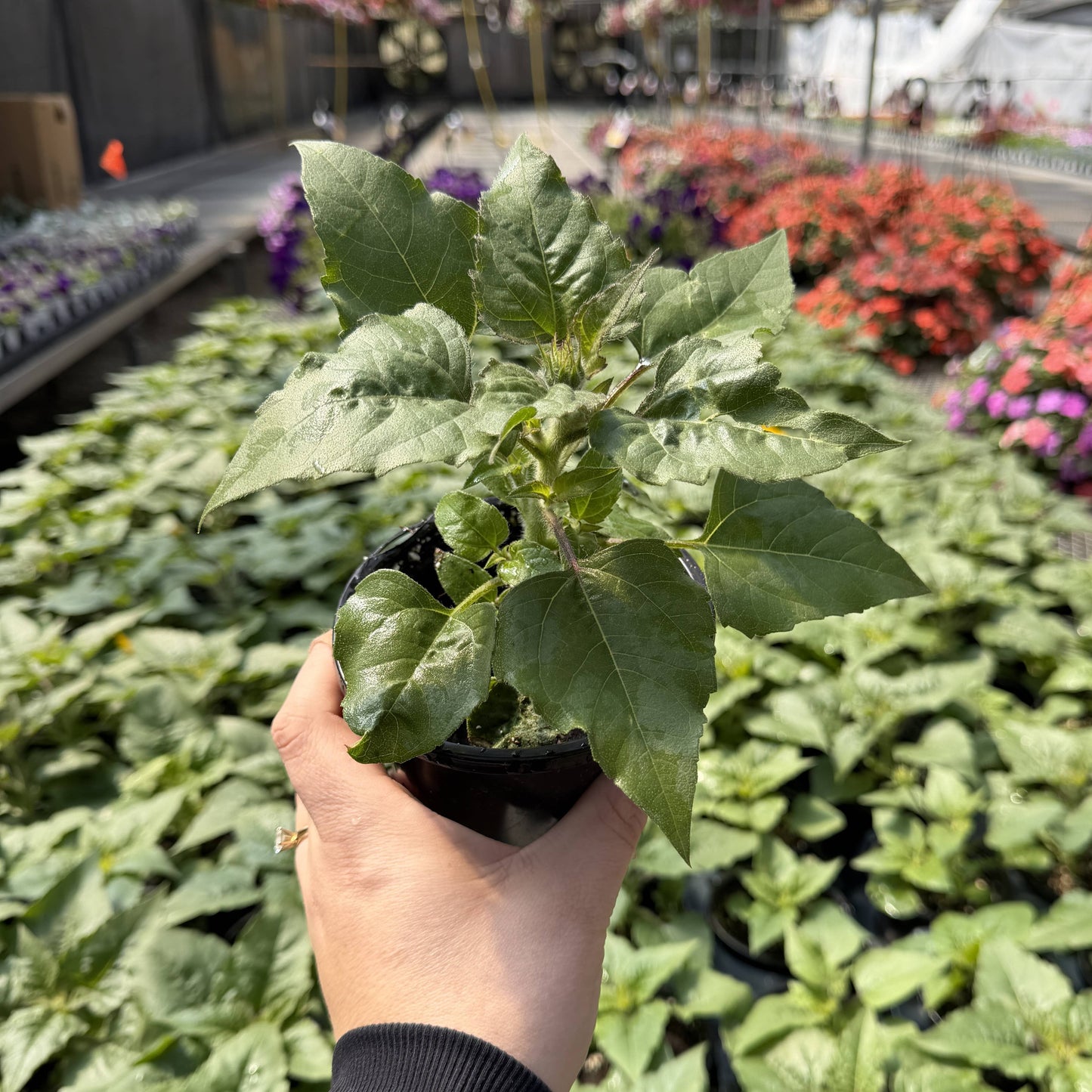 Sunfinity Sunflower Plant - Summer & Fall Blooming - 4" Pot