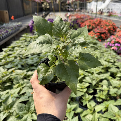 Sunfinity Sunflower Plant - Summer & Fall Blooming - 4" Pot
