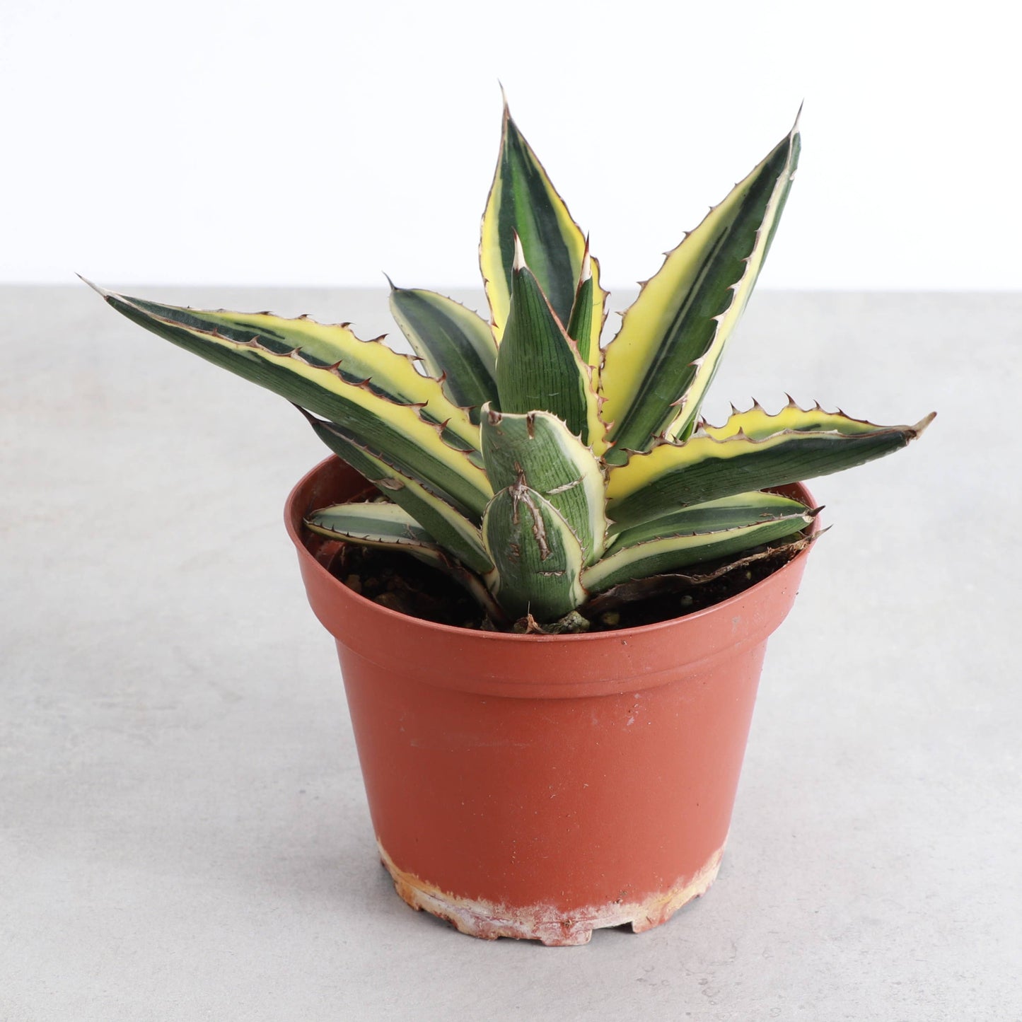 Quadricolor Agave - 4" Live Plant