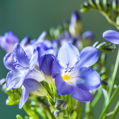 Freesia Flower Bulbs - Perennial