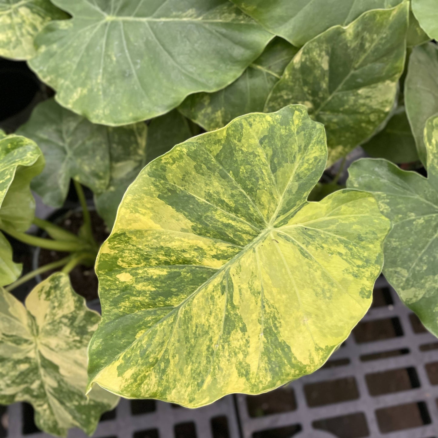 Alocasia Gageana Aurea - 4" Live Plant - RARE