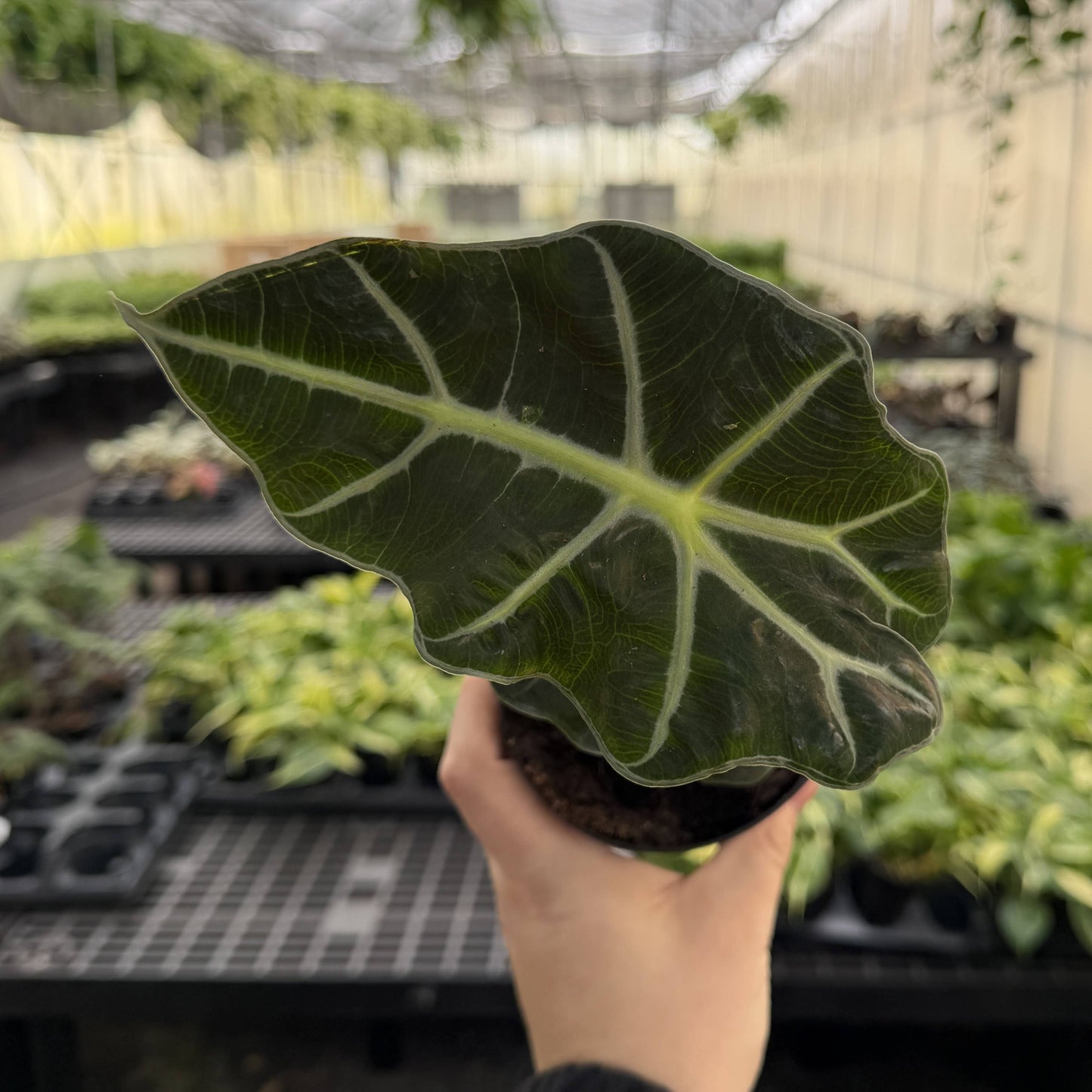 Alocasia Polly - 4" Live Plant