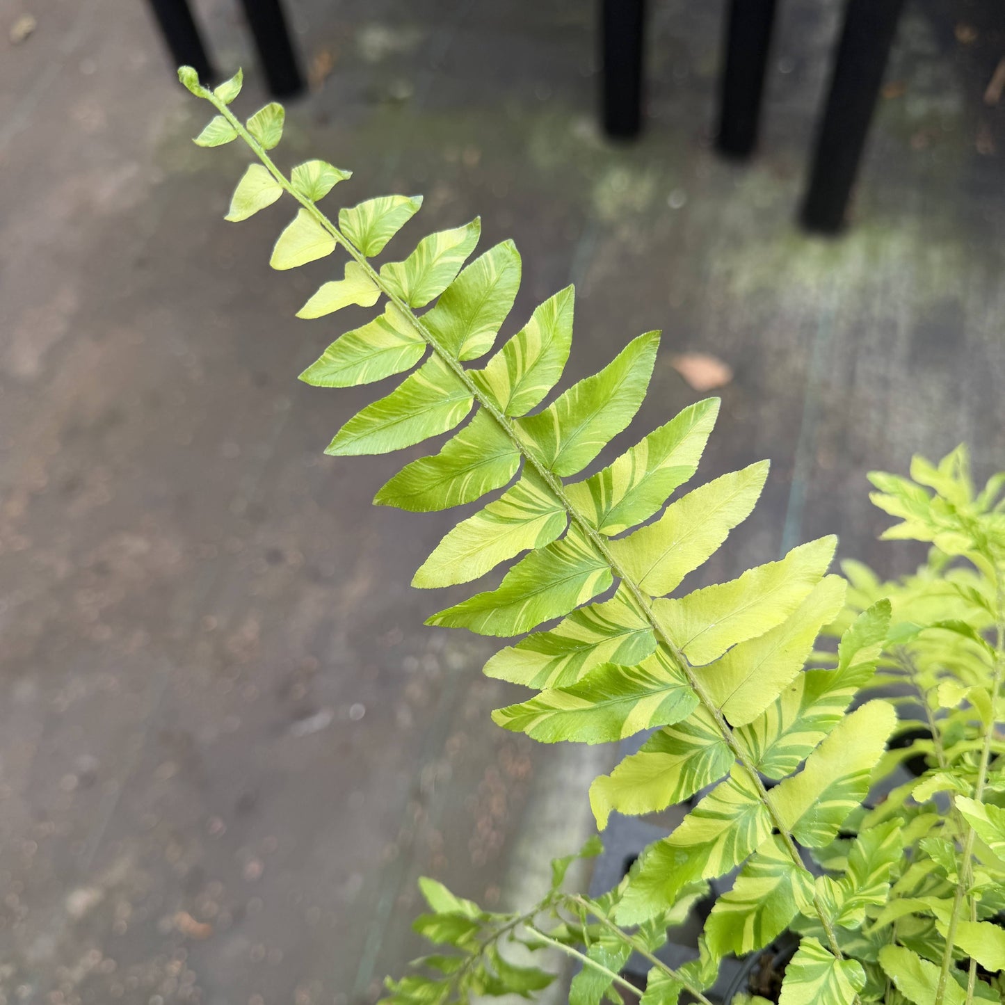 Tigerstripe Boston Fern - 4" Live Plant
