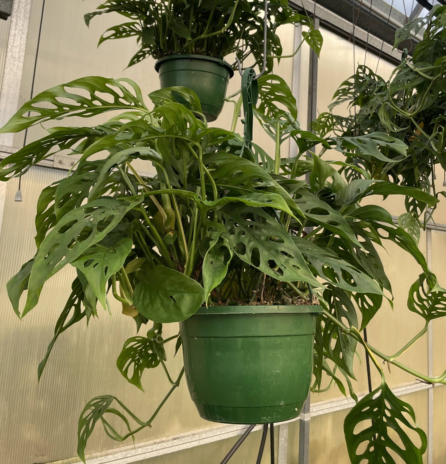 Swiss Cheese Hanging Basket - 8" Live Plant
