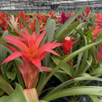 Bromeliad Guzmania- 4" Live Plant - Assorted