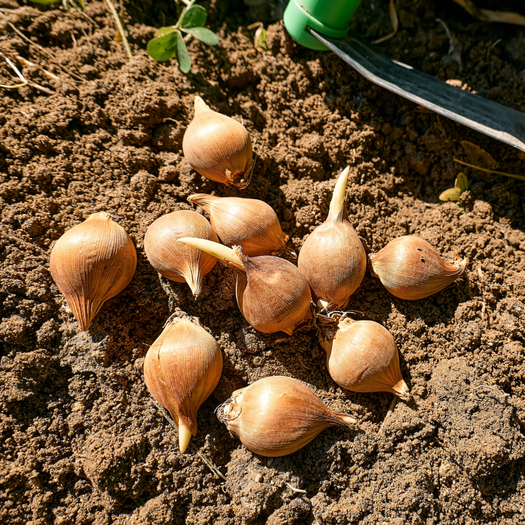 Freesia Flower Bulbs - Perennial