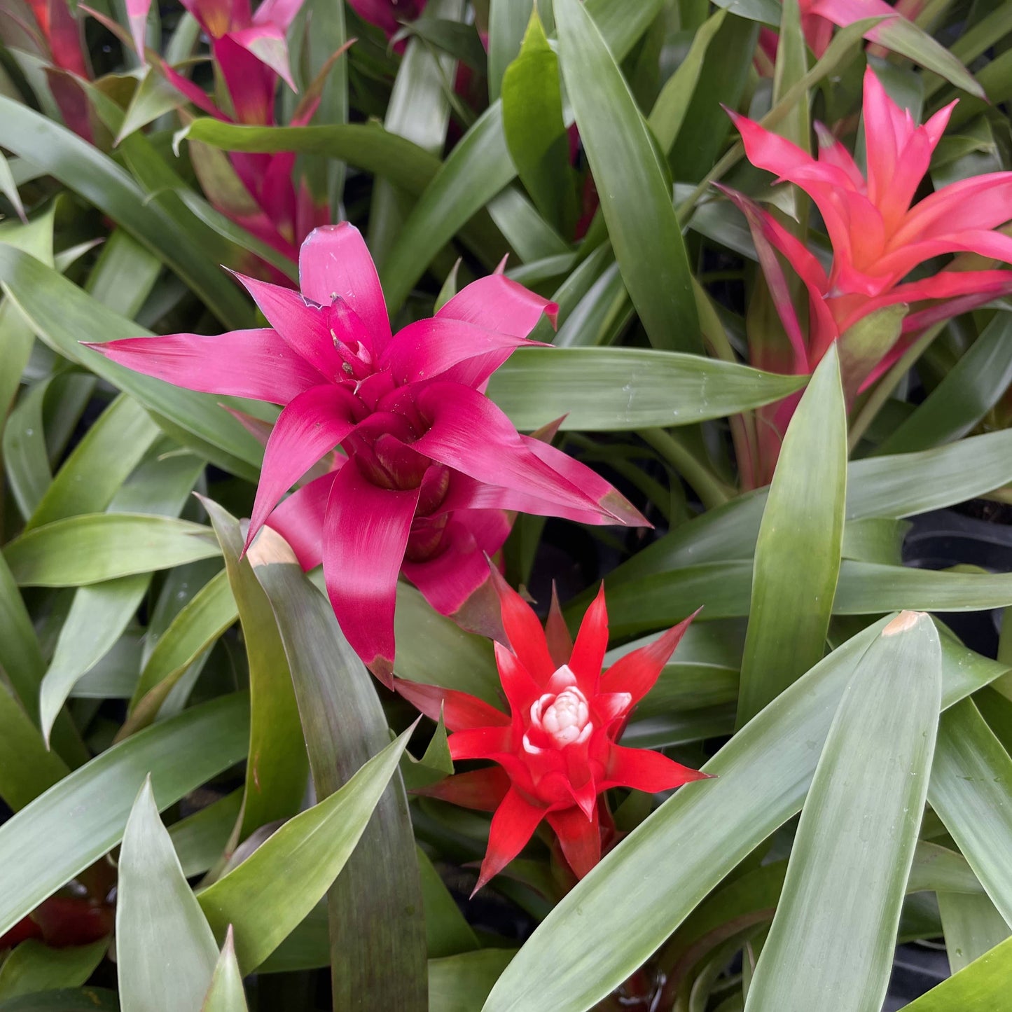 Bromeliad Guzmania- 4" Live Plant - Assorted