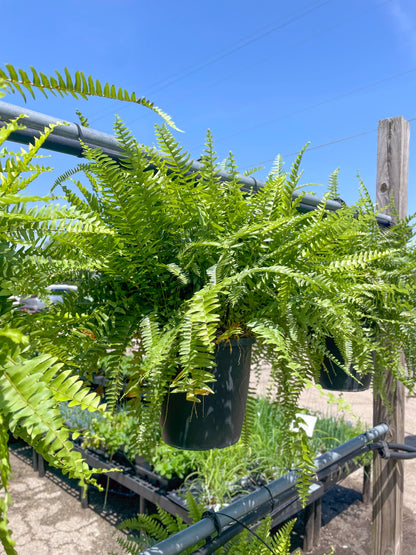 Boston Fern - 10" Diameter Hanging Basket - Live Plant