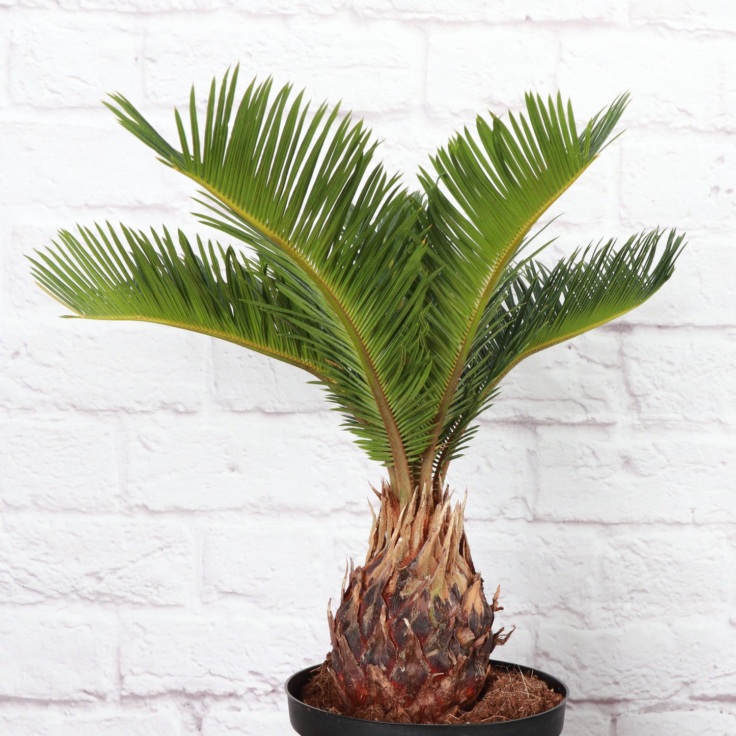 Sago Palm - Live Plant