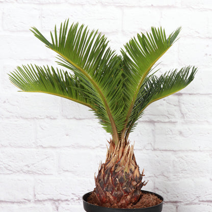 Sago Palm - Live Plant