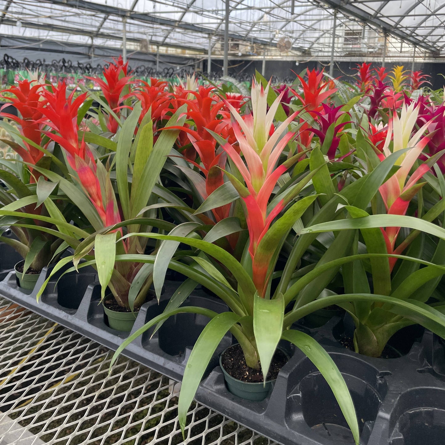 Bromeliad Guzmania- 4" Live Plant - Assorted