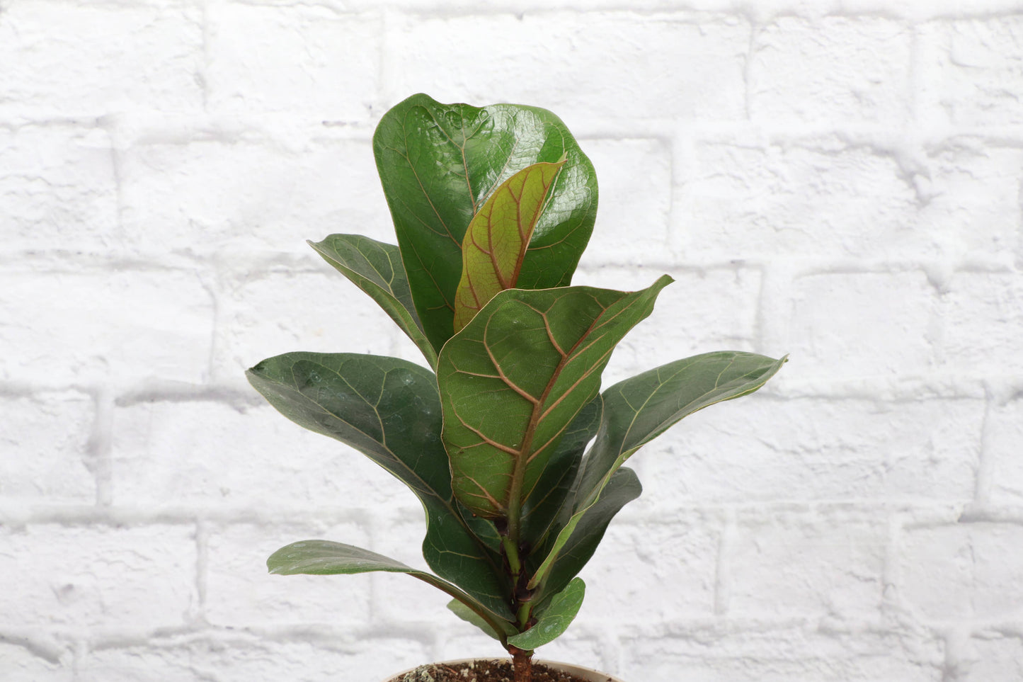 Fiddle Leaf Fig Plant - Live Plant