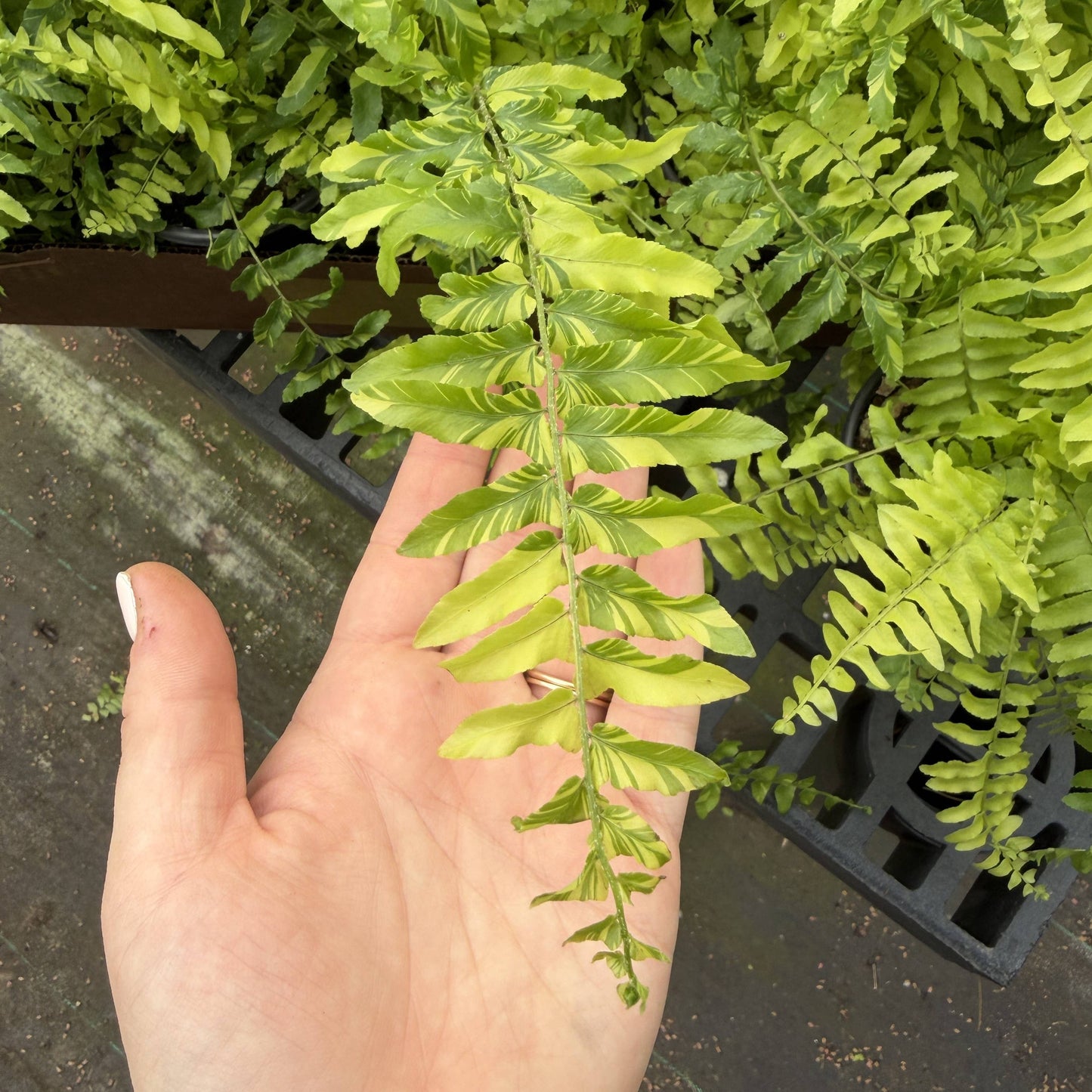 Tigerstripe Boston Fern - 4" Live Plant