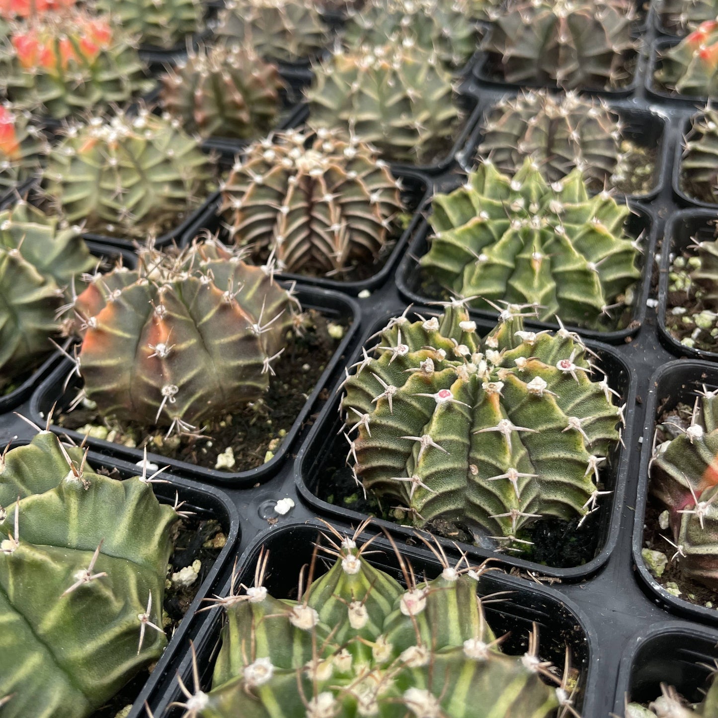 Moon Cactus - Assorted Color - 2" Live Plant