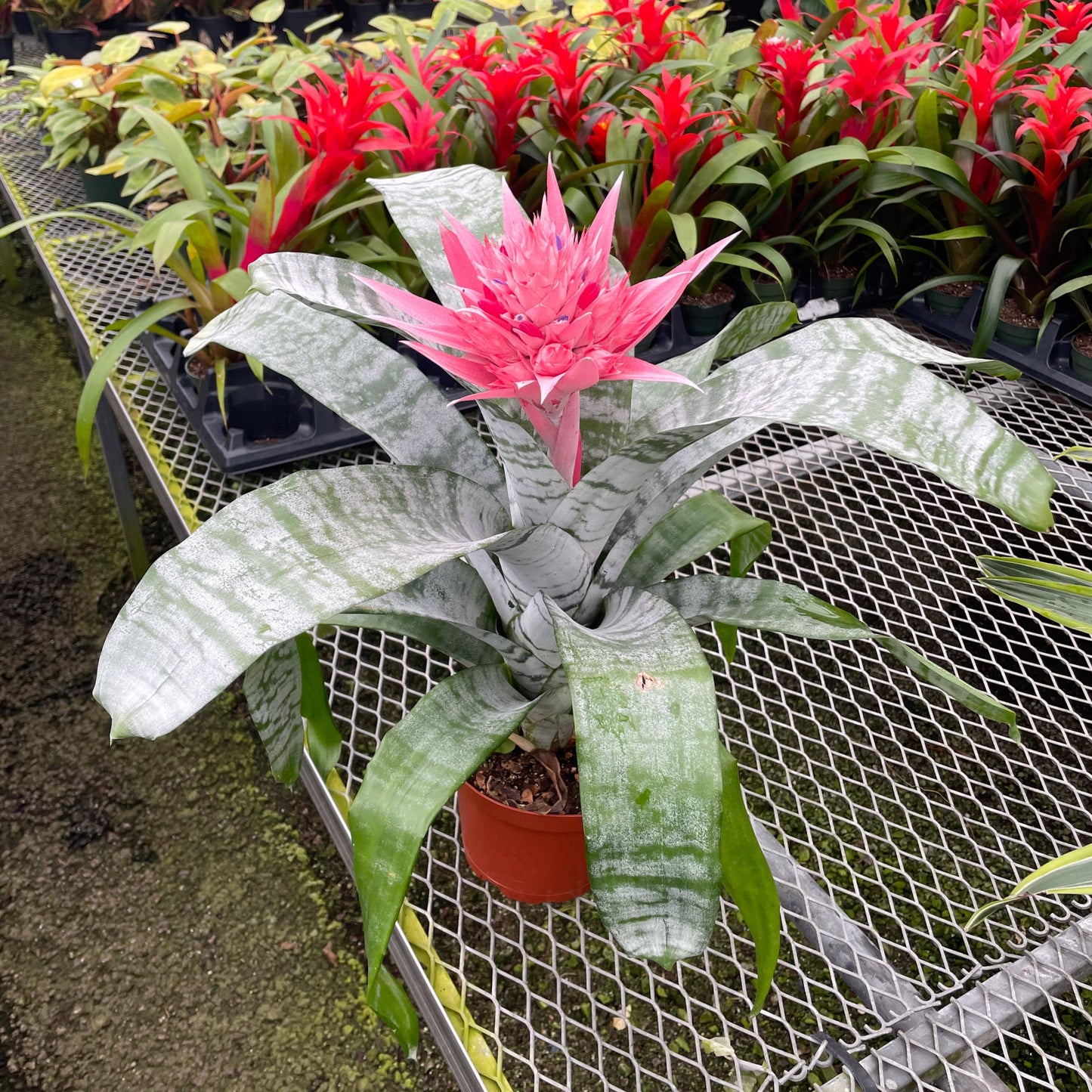 Bromeliad Fasciata - 6" Live Plant