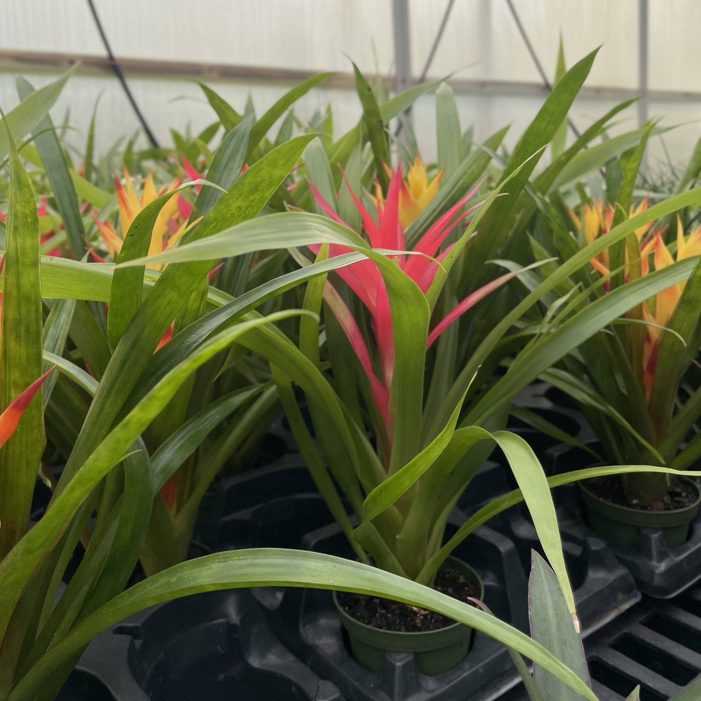 Bromeliad Guzmania- 4" Live Plant - Assorted