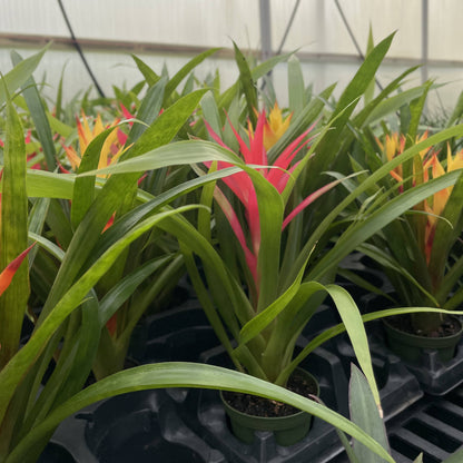 Bromeliad Guzmania- 4" Live Plant - Assorted