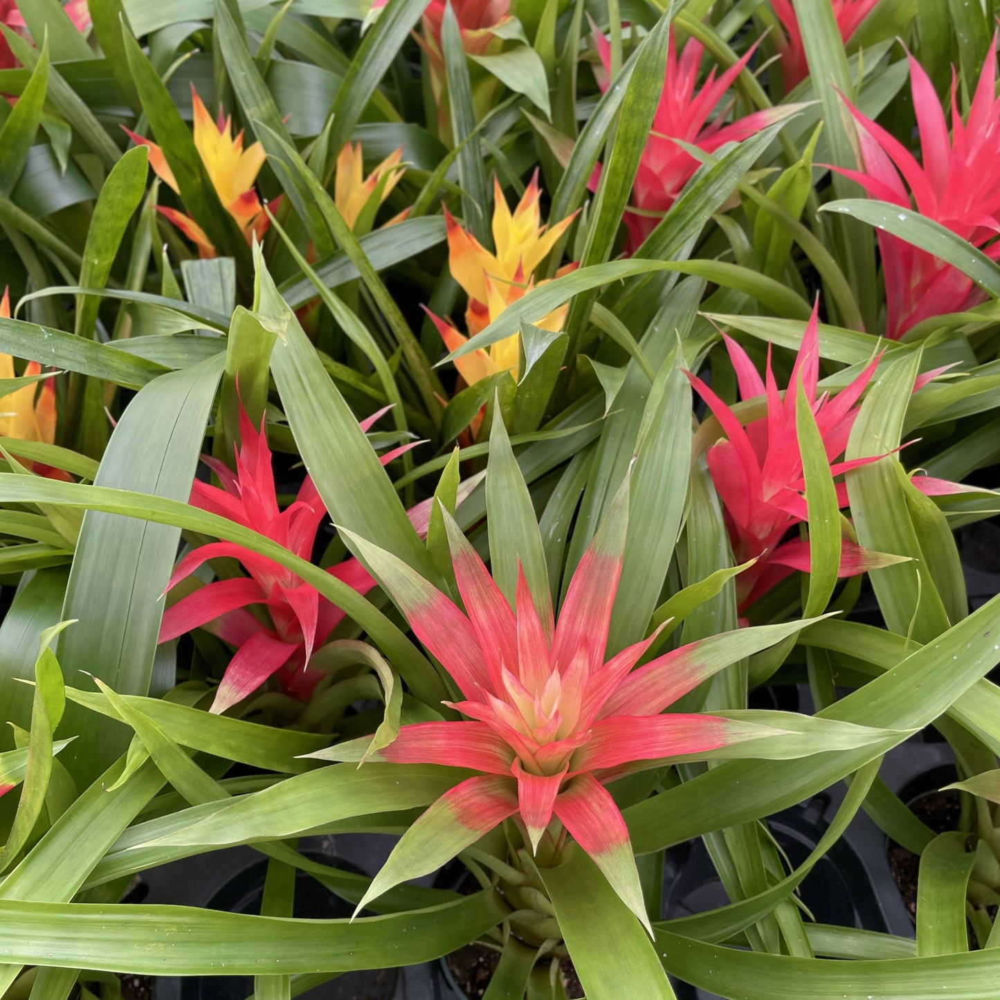 Bromeliad Guzmania- 4" Live Plant - Assorted