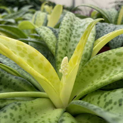 Variegated Resnova Humifusa - 6" Live Plant