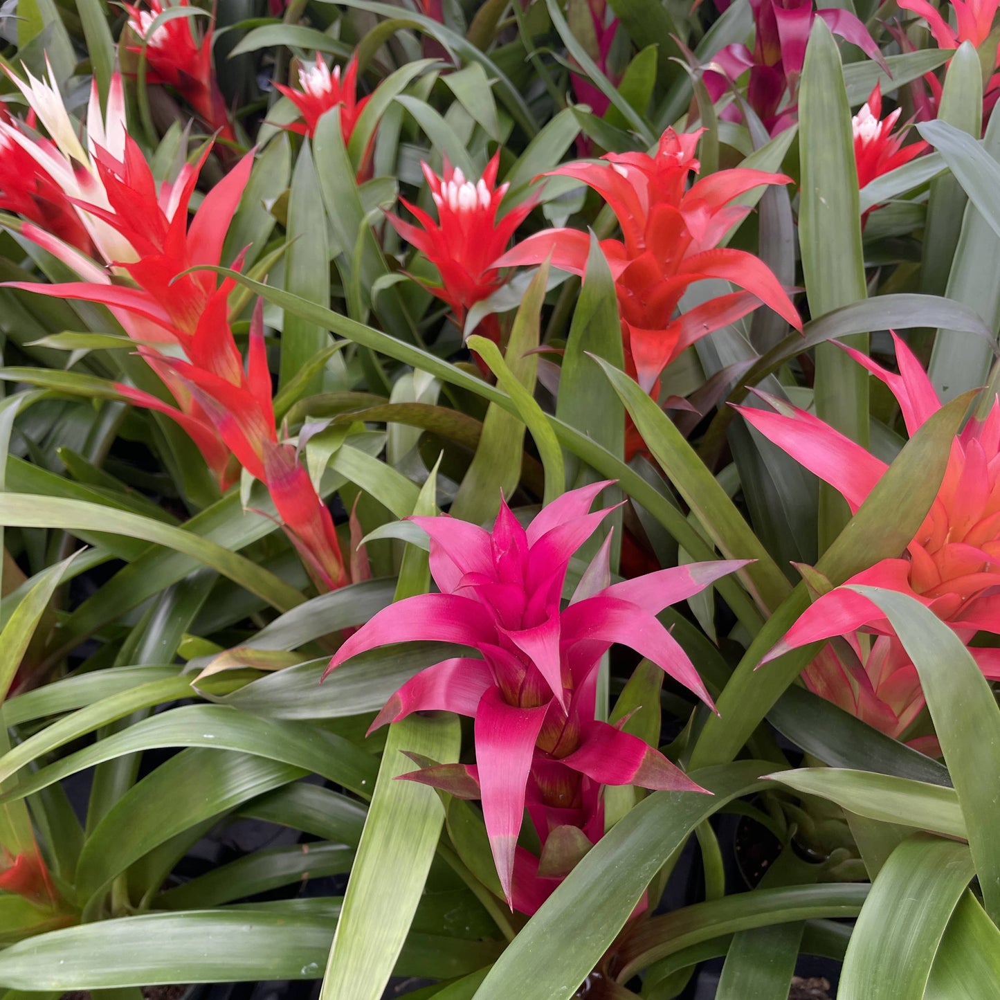 Bromeliad Guzmania- 4" Live Plant - Assorted