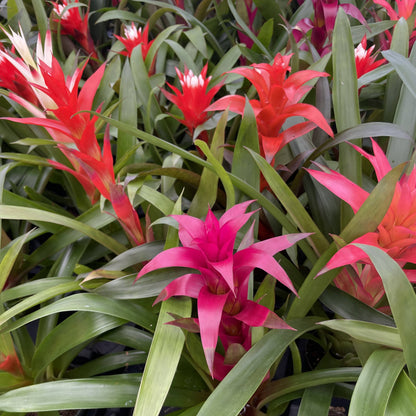 Bromeliad Guzmania- 4" Live Plant - Assorted