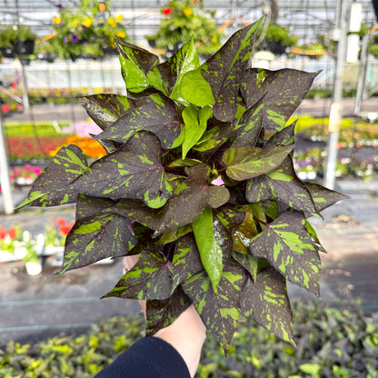 Shadowstorm Sweet Potato Vine - Proven Winners - 4" Pot