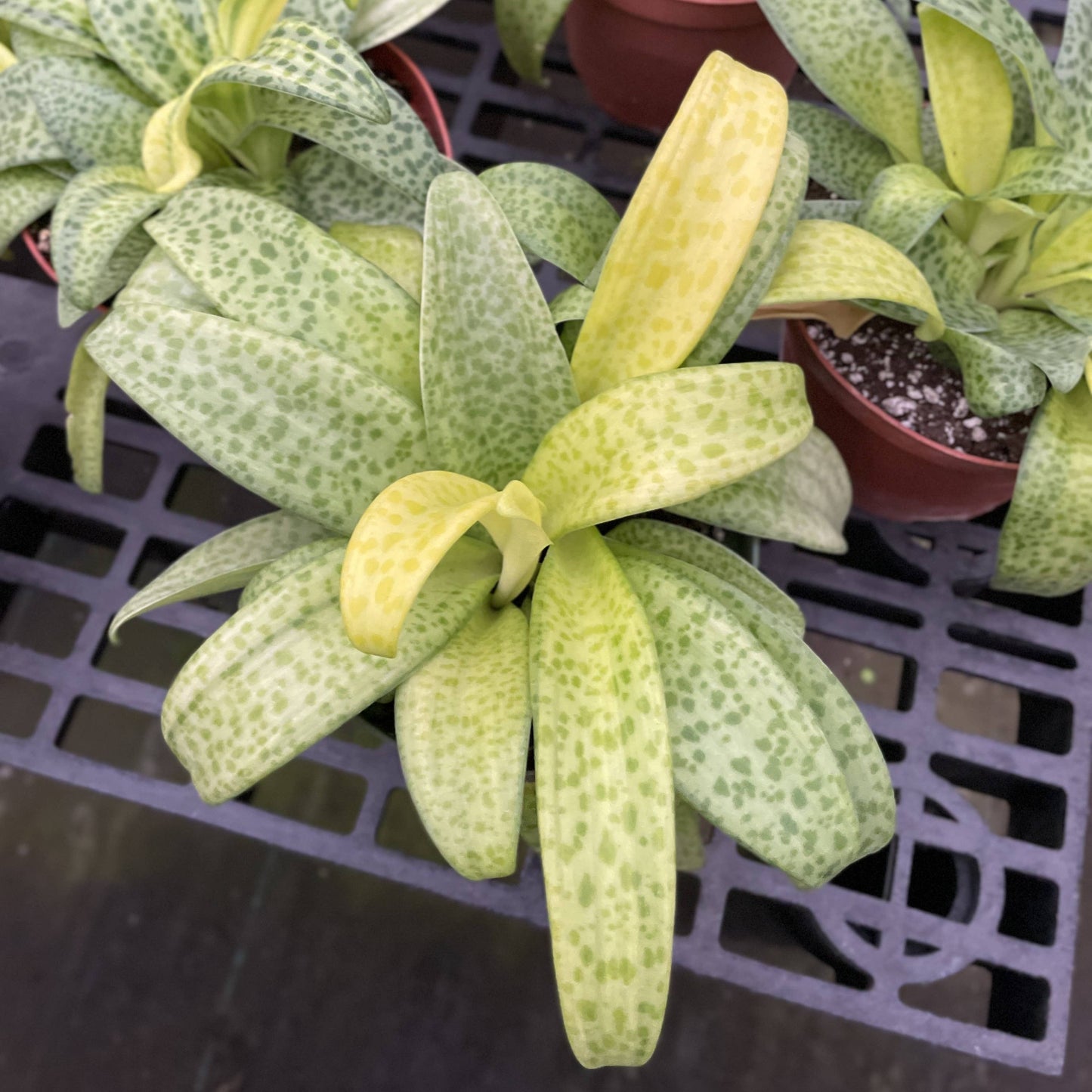 Variegated Resnova Humifusa - 6" Live Plant