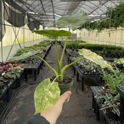 Alocasia Gageana Aurea - 4" Live Plant - RARE