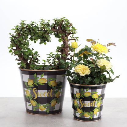 Lemon Design Metal Pot for Houseplants - 4" and 6" Options