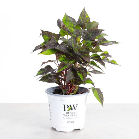 Shadowstorm Sweet Potato Vine - Proven Winners - 4" Pot