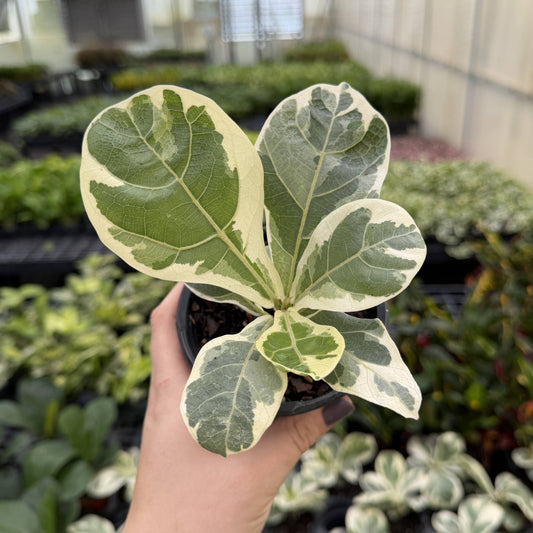 Variegated Fiddle Leaf Fig - 4" Live Plant - RARE
