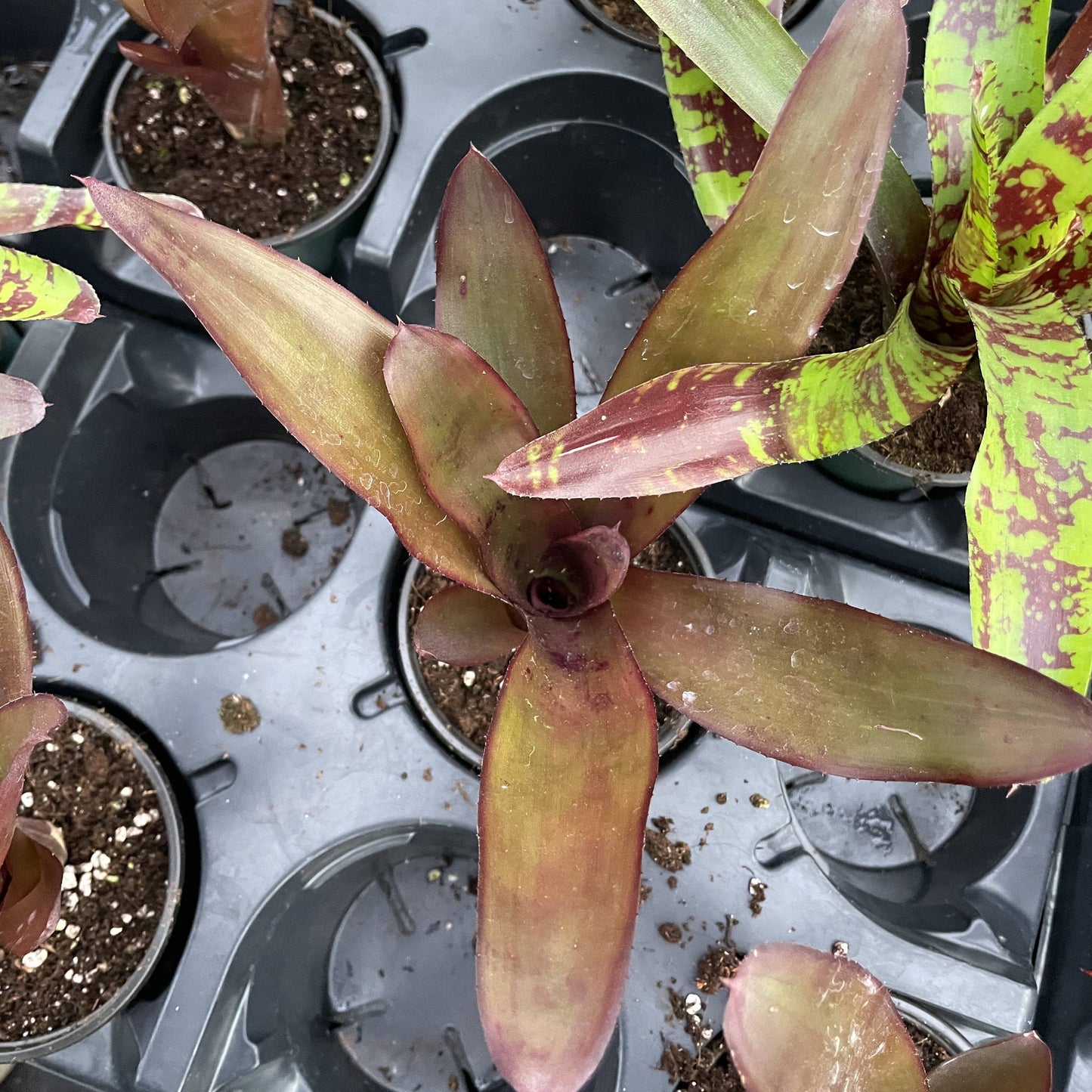 Bromeliad Neoregelia 'Neos' - Live Plant - Assorted