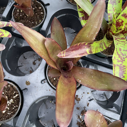 Bromeliad Neoregelia 'Neos' - Live Plant - Assorted